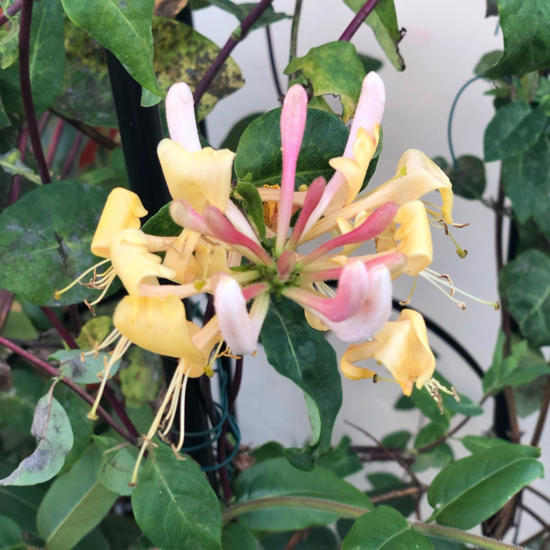 Honeysuckle Belgica in the GardenTags plant encyclopedia