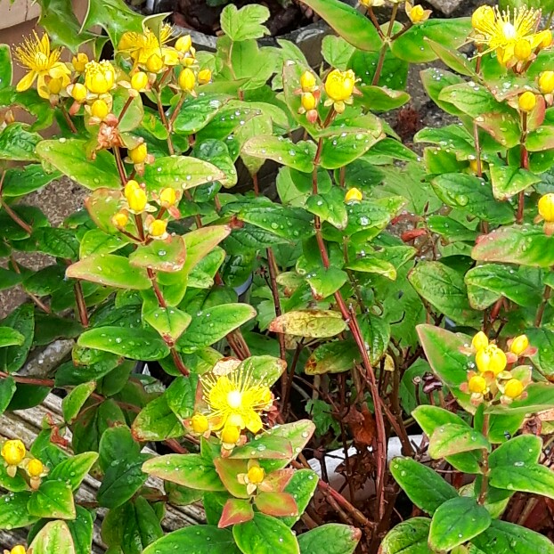 Hypericum Golden Beacon in the GardenTags plant encyclopedia