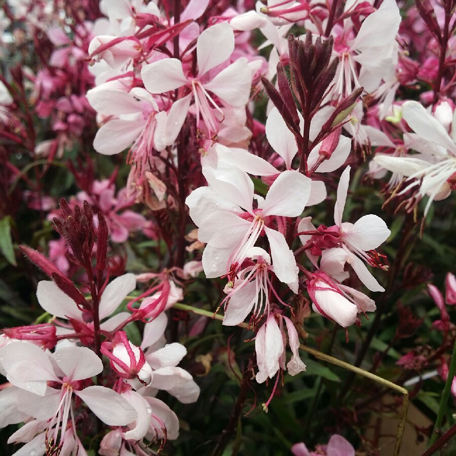 Lindheimers Beeblossom Gaudi Pink in the GardenTags plant encyclopedia