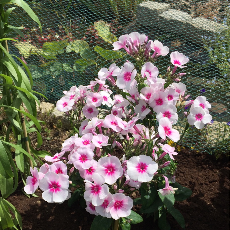 Phlox Adessa Pink Star in the GardenTags plant encyclopedia