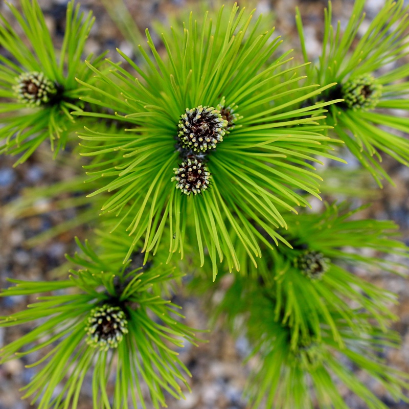 Bonsnian Pine Compact Gem in the GardenTags plant encyclopedia