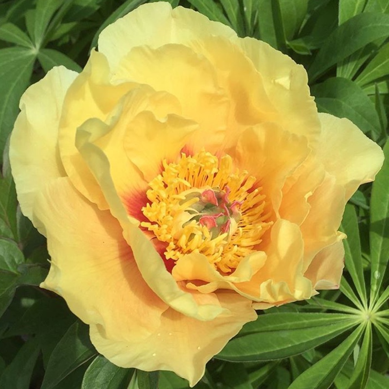 Peony Garden Treasure (Instersectional) in the GardenTags plant encyclopedia