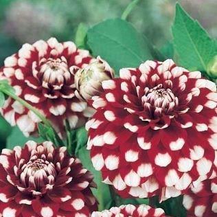 Dahlia Checkers (Decorative) in the GardenTags plant encyclopedia