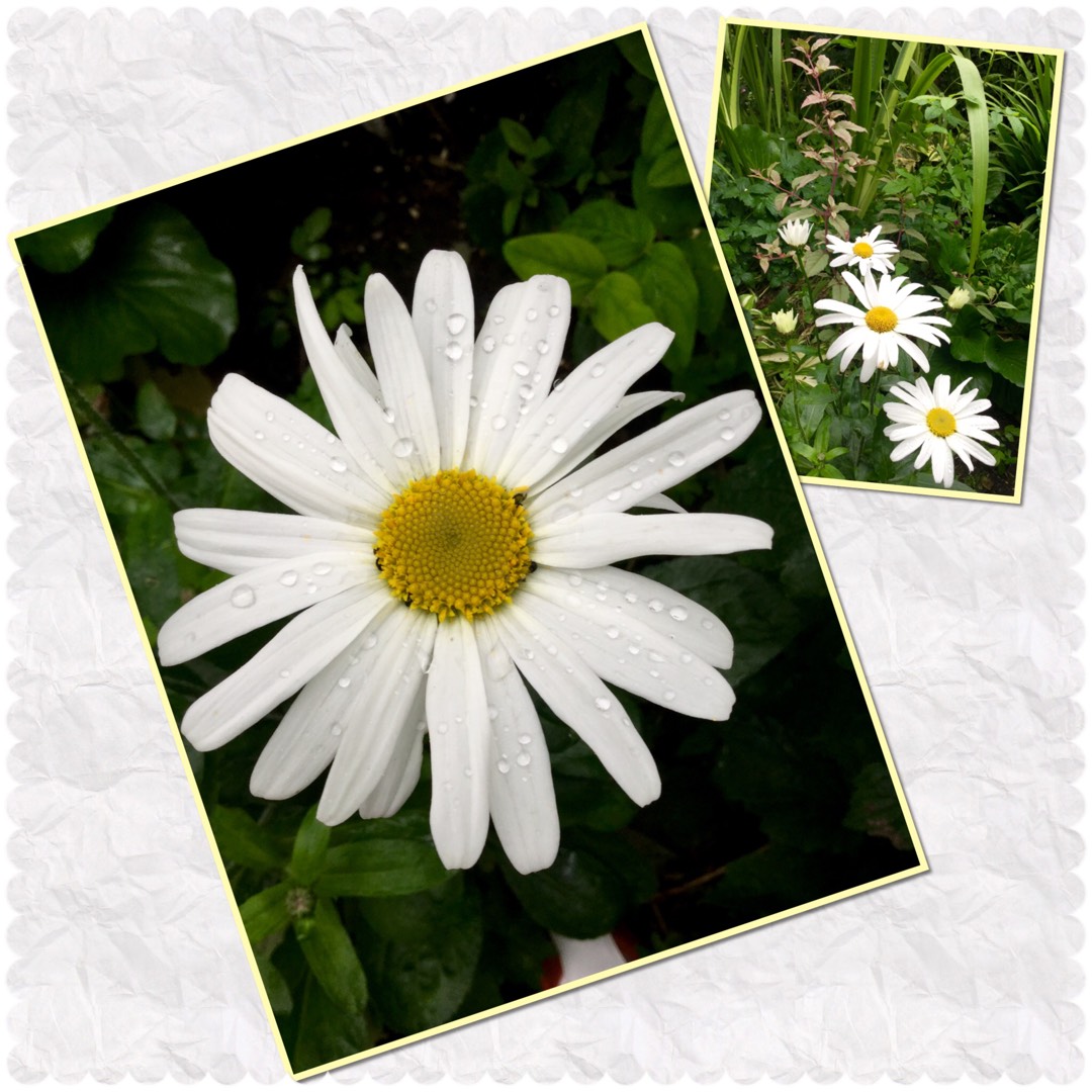 Shasta Daisy Snow Lady in the GardenTags plant encyclopedia