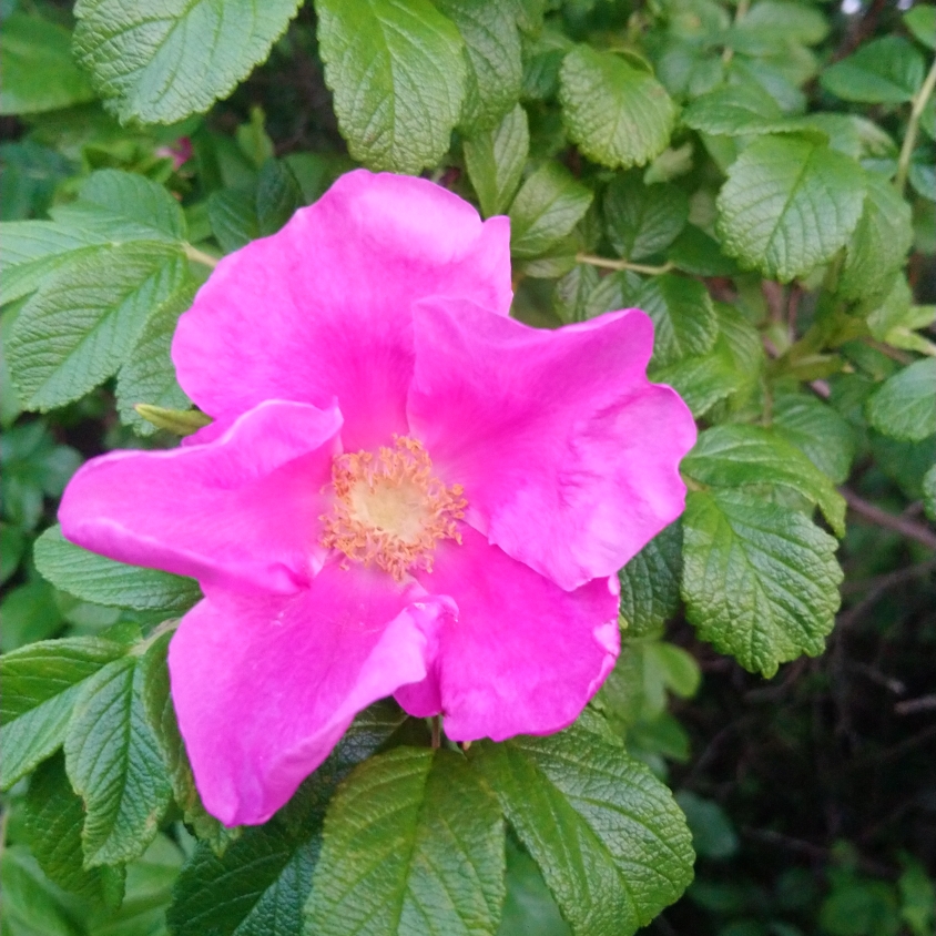 Rose rugosa Pink in the GardenTags plant encyclopedia