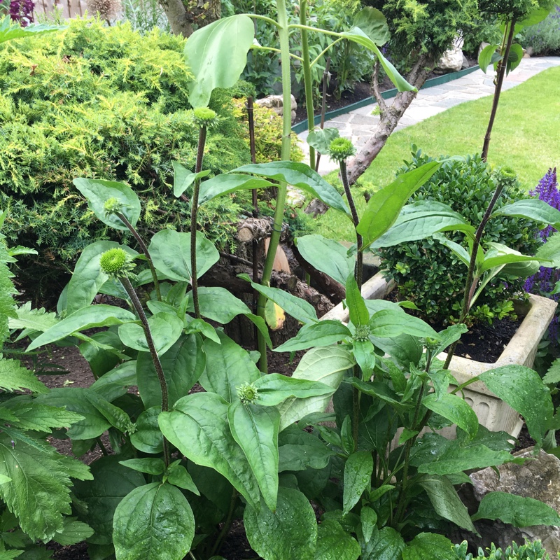 Coneflower Sundown in the GardenTags plant encyclopedia