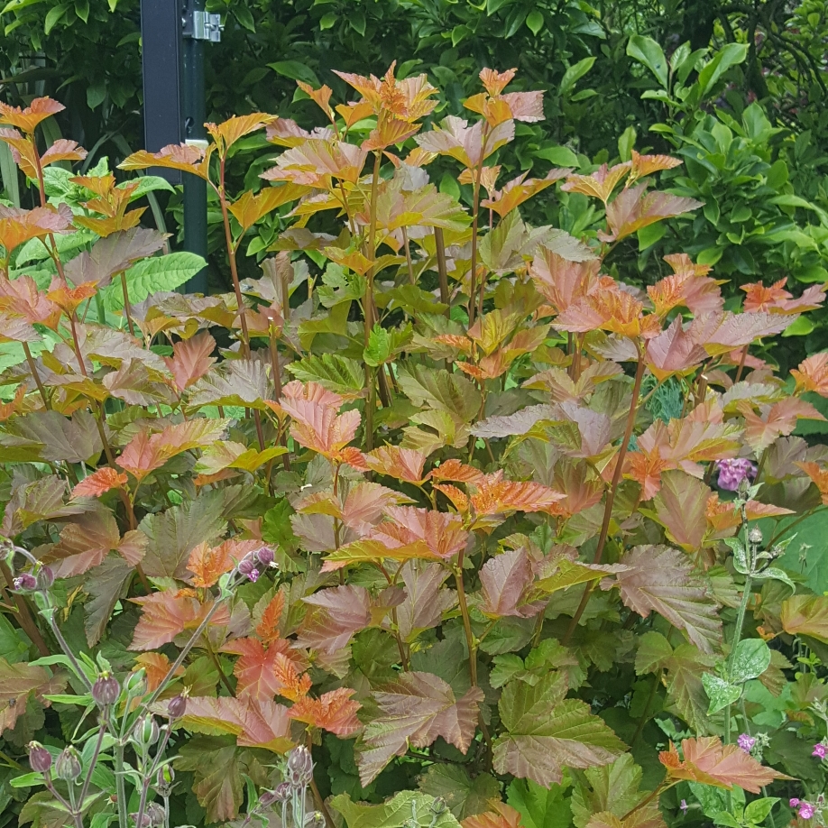 Ninebark Amber Jubilee in the GardenTags plant encyclopedia