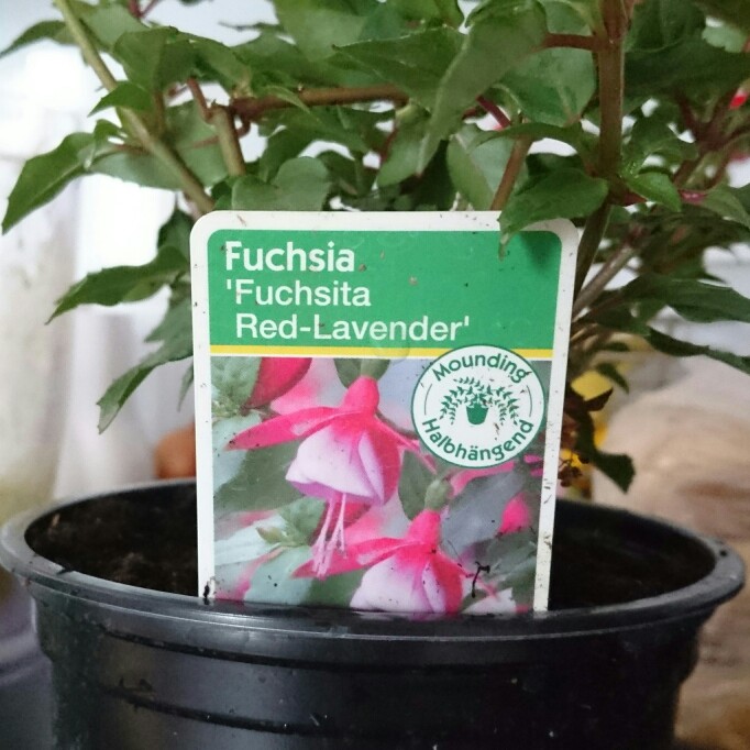 Fuchsia Red Lavender in the GardenTags plant encyclopedia