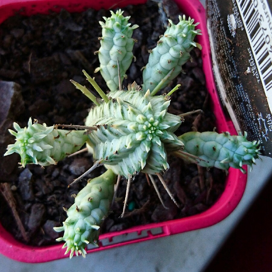 Corn Cob Cactus in the GardenTags plant encyclopedia