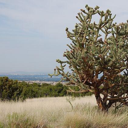 Cholla in the GardenTags plant encyclopedia