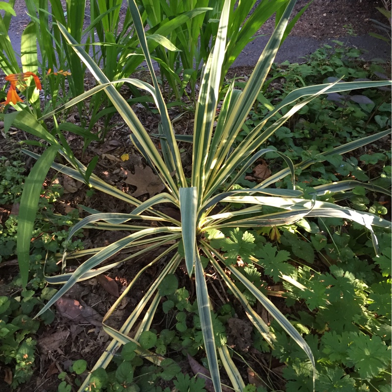 Variegated Yucca in the GardenTags plant encyclopedia