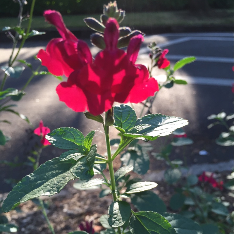 Salvia Raspberry Delight in the GardenTags plant encyclopedia