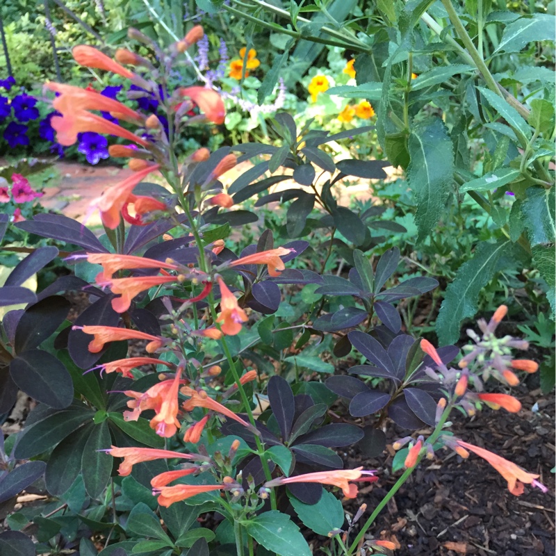 Agastache Mandarin Dream in the GardenTags plant encyclopedia