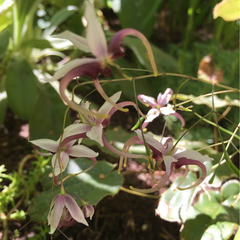 Large-flowered Barrenwort Pierres Purple in the GardenTags plant encyclopedia