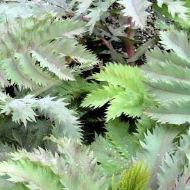 Honey Bush Purple Haze in the GardenTags plant encyclopedia