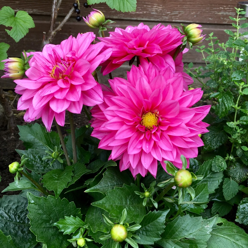 Dahlia Cadena in the GardenTags plant encyclopedia