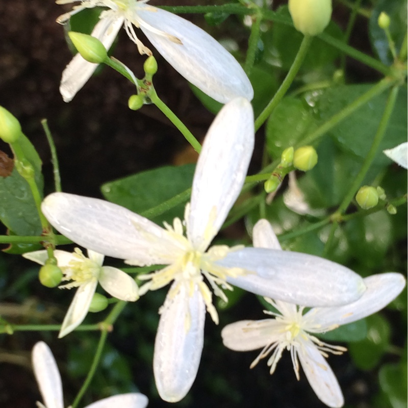 Sweet Autumn Clematis in the GardenTags plant encyclopedia