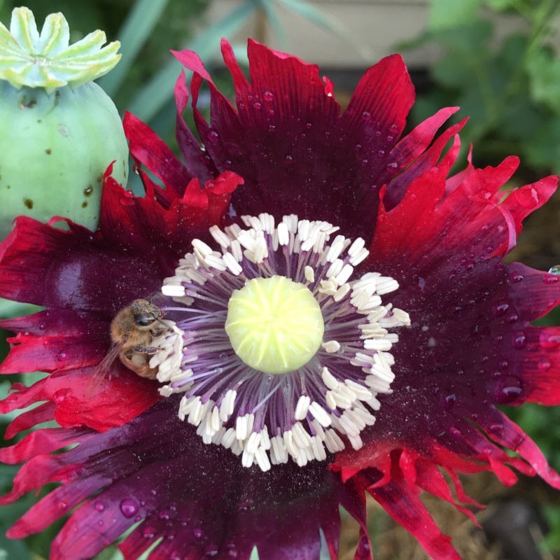 Opium Poppy Drama Queen in the GardenTags plant encyclopedia