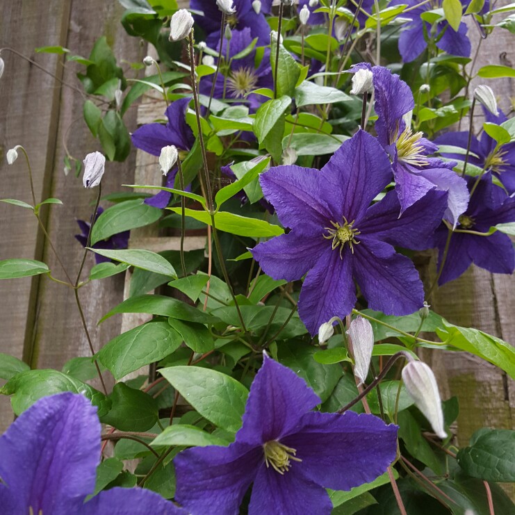 Clematis viticella 'Wisley', Clematis 'Wisley' in GardenTags plant ...