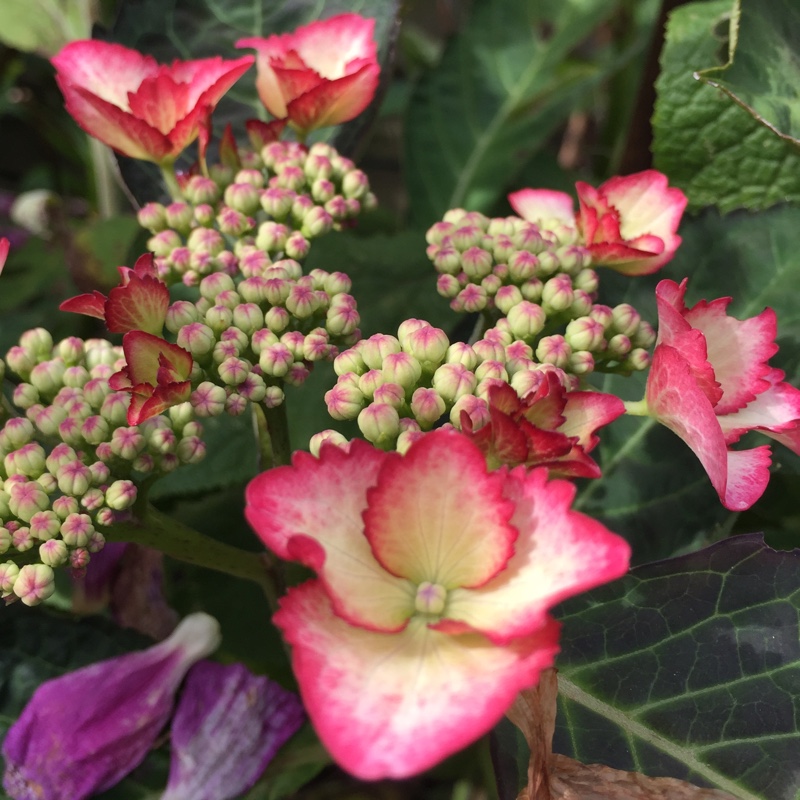 Hydrangea Kiyosumi in the GardenTags plant encyclopedia