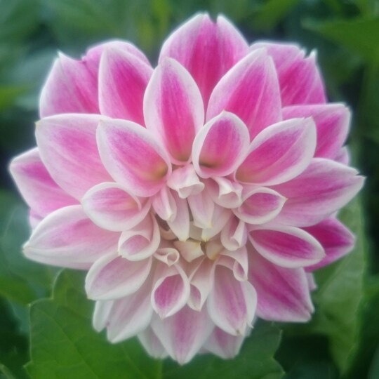 Dahlia Dahlietta Louise (Bedding) in the GardenTags plant encyclopedia