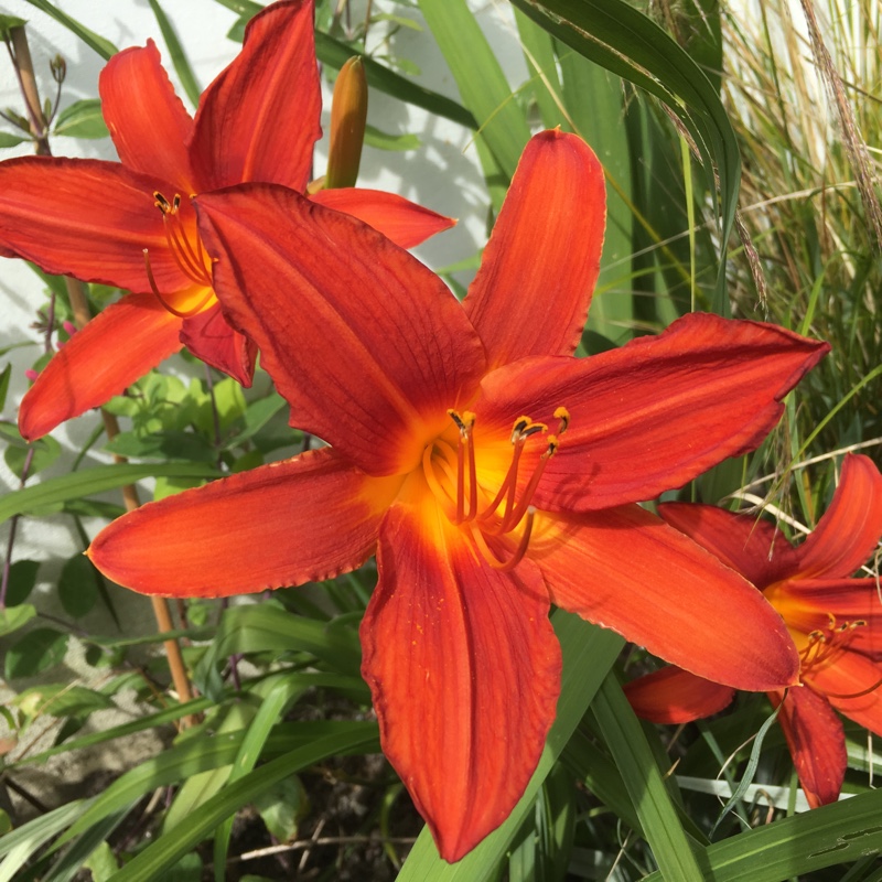 Daylily Chicago Fire in the GardenTags plant encyclopedia