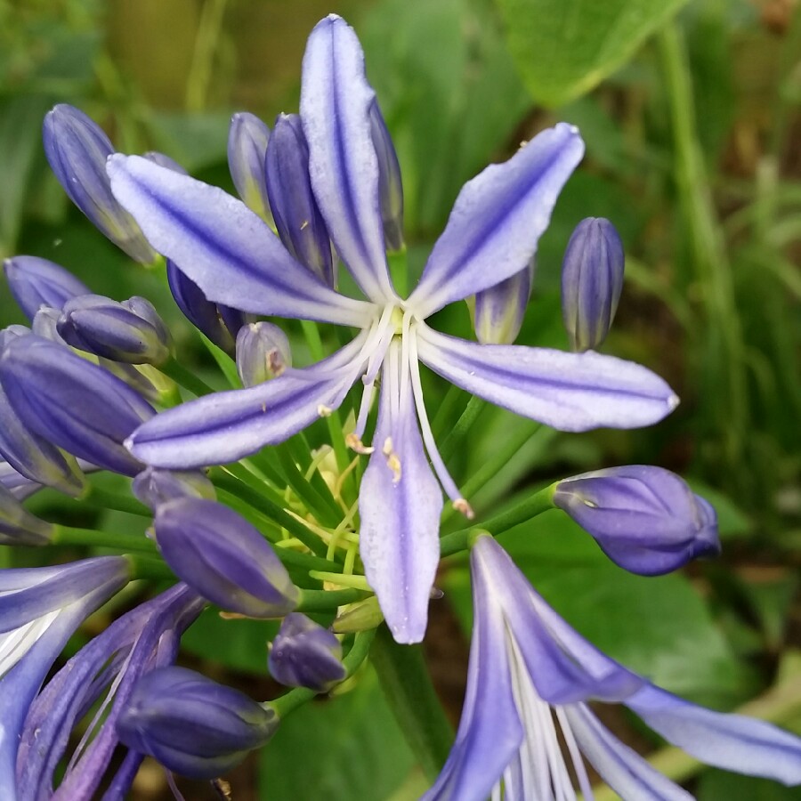 African Lily Charlotte in the GardenTags plant encyclopedia