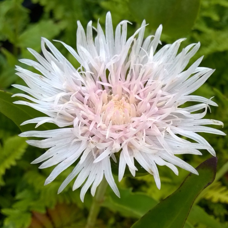 White Stokes Aster in the GardenTags plant encyclopedia