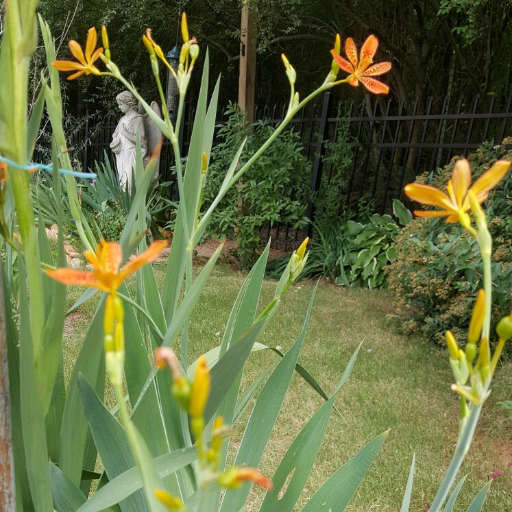 Blackberry Lily in the GardenTags plant encyclopedia