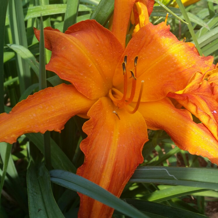 Daylily Primal Scream in the GardenTags plant encyclopedia