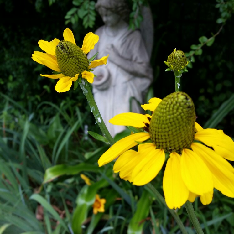 Swamp Sunflower in the GardenTags plant encyclopedia