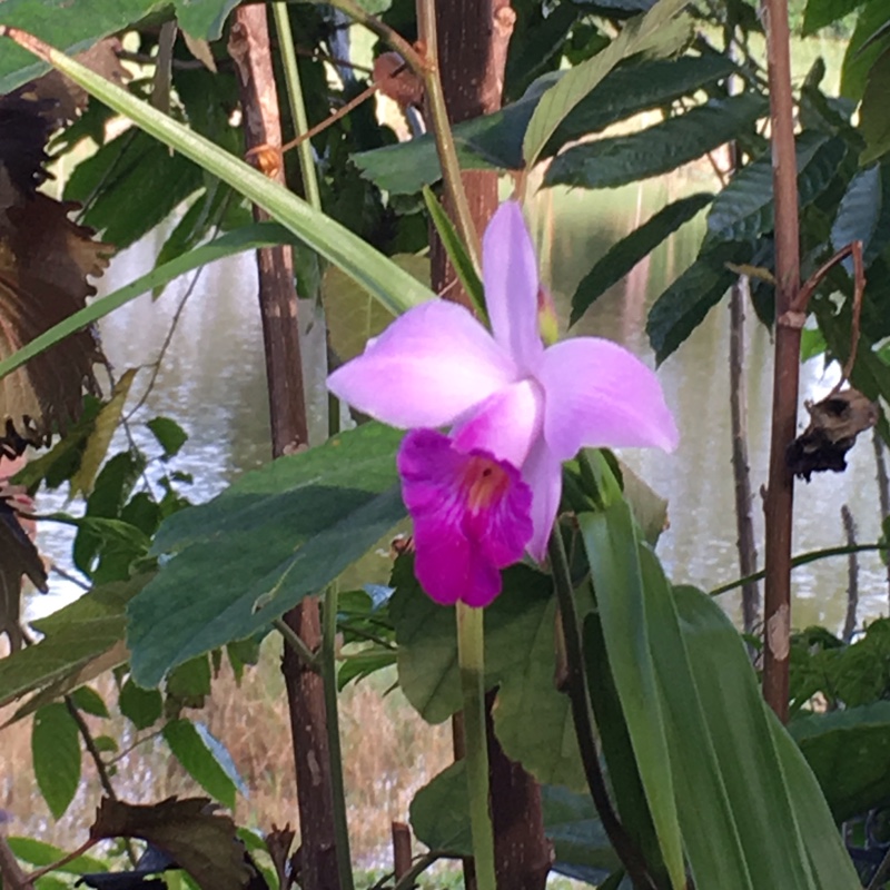 Bamboo Orchid in the GardenTags plant encyclopedia