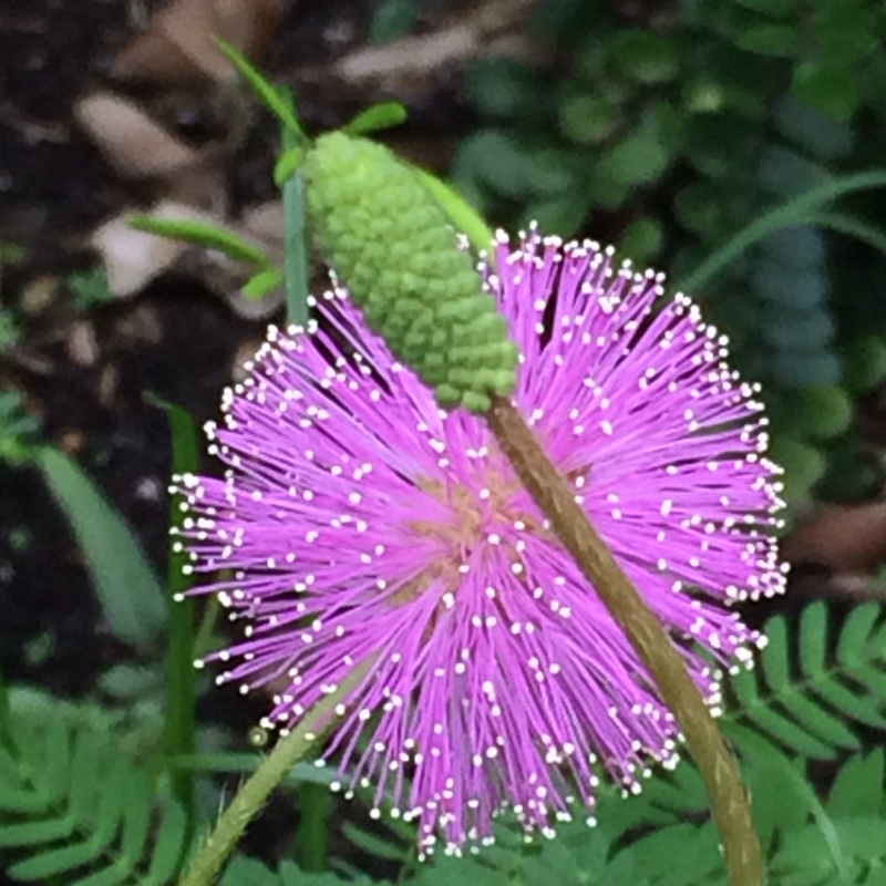 Sensitive Plant in the GardenTags plant encyclopedia