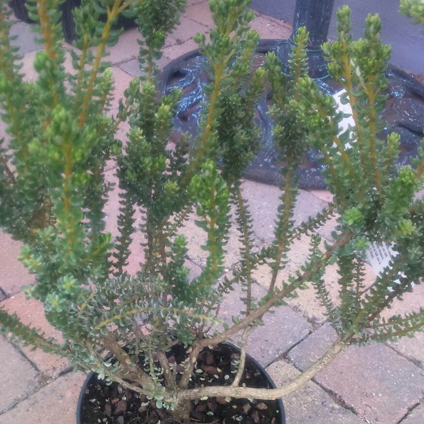 Daisy Bush in the GardenTags plant encyclopedia