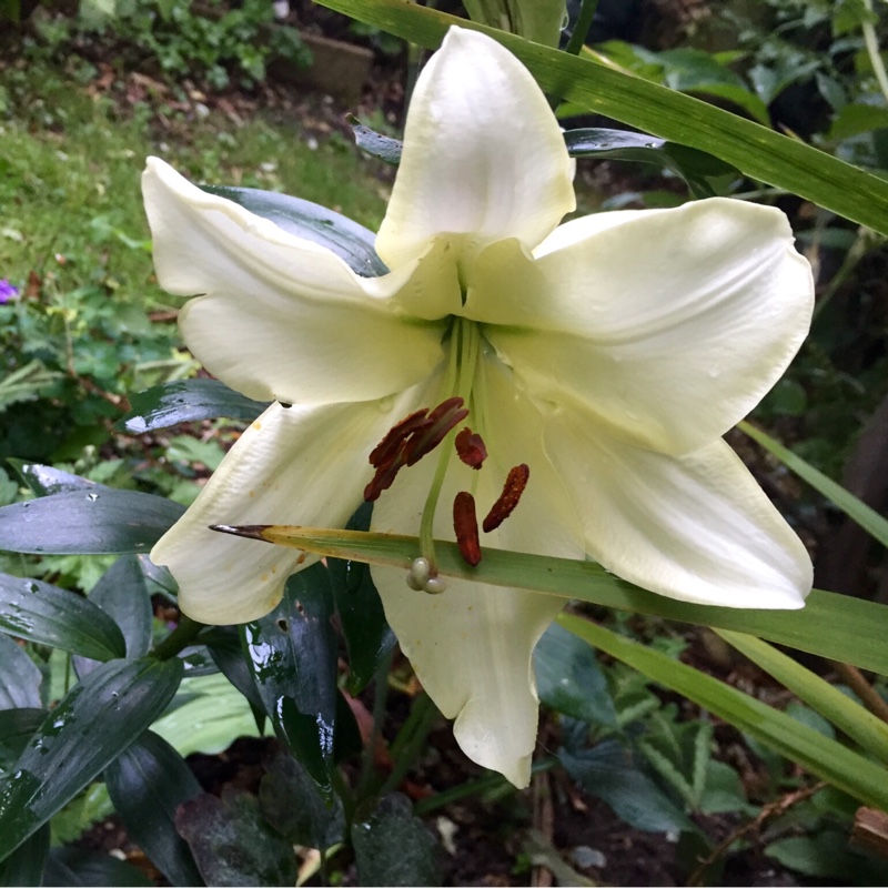 Lily Pretty Woman (Other) in the GardenTags plant encyclopedia