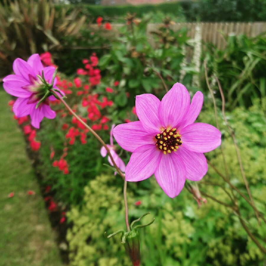 Dahlia merckii, Dahlia (Species) Merck Dahlia in GardenTags plant