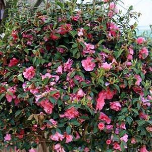 Camellia Barbara Clark in the GardenTags plant encyclopedia