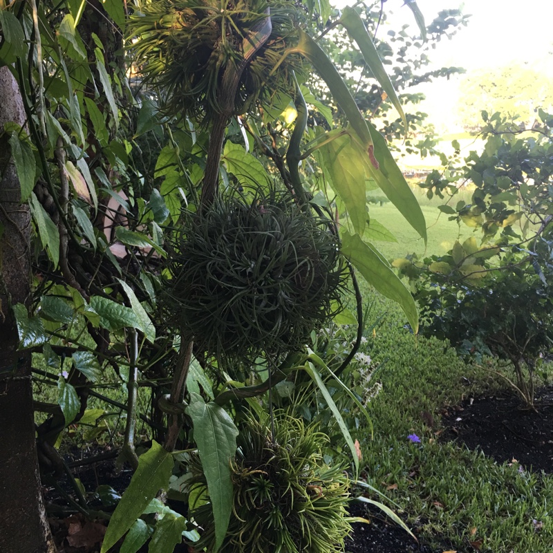 Airplant (Species) Blushing Bride in the GardenTags plant encyclopedia