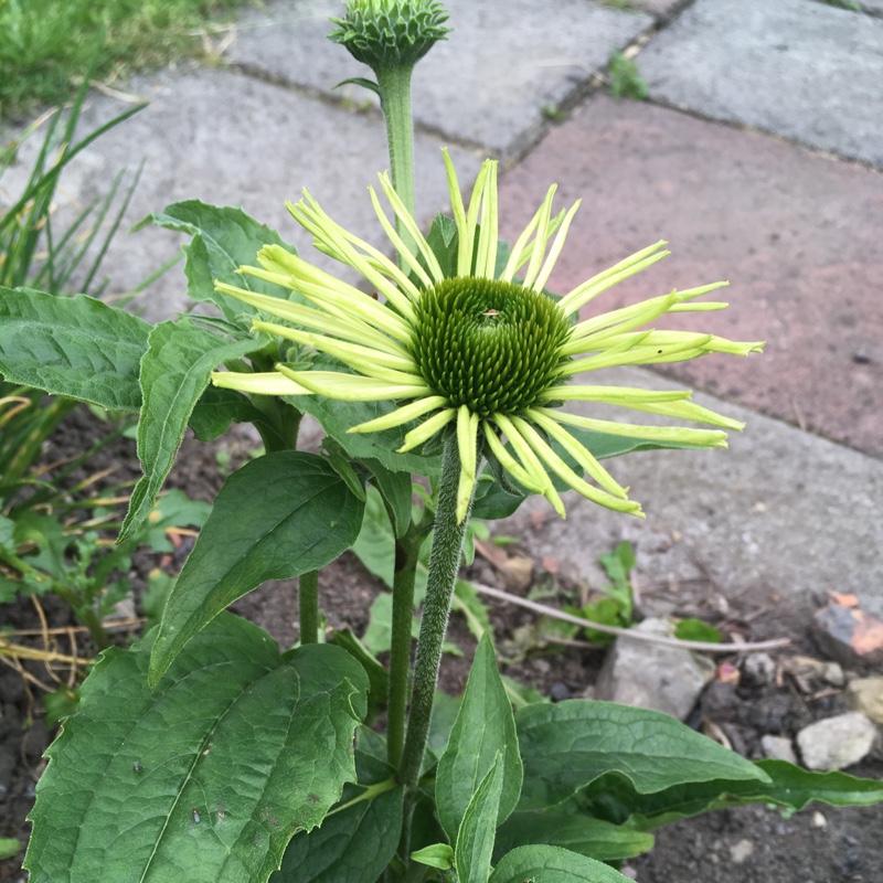 Coneflower PowWow White in the GardenTags plant encyclopedia