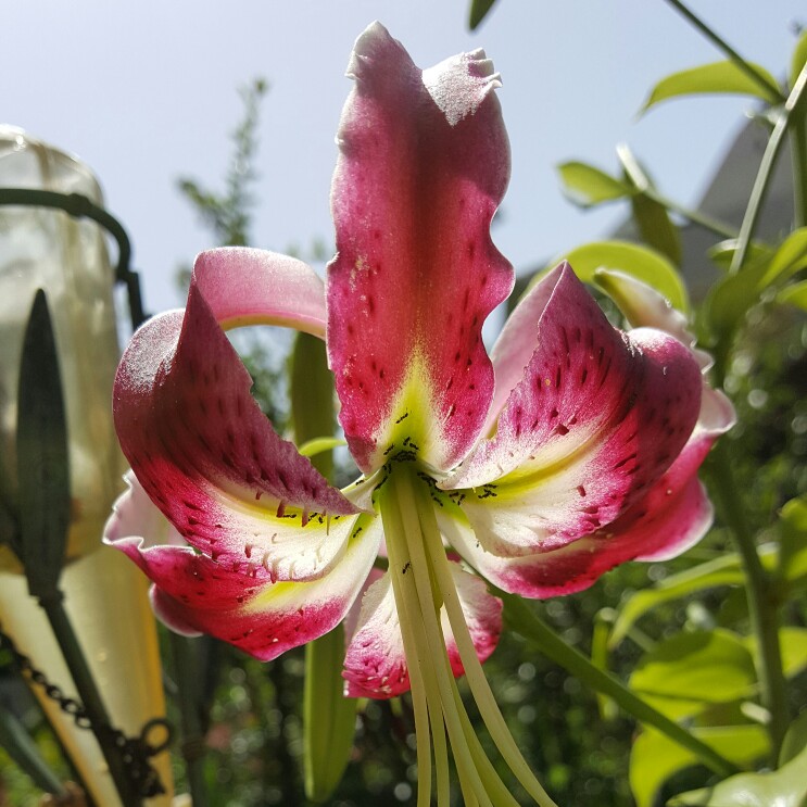 Lily Black Beauty (Other) in the GardenTags plant encyclopedia