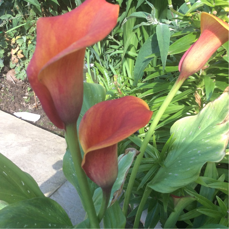 Calla Lily Captain Fuego in the GardenTags plant encyclopedia