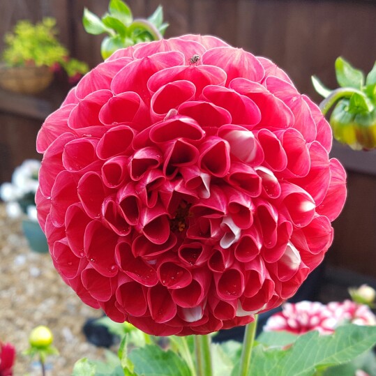 Dahlia York and Lancaster (Decorative) in the GardenTags plant encyclopedia