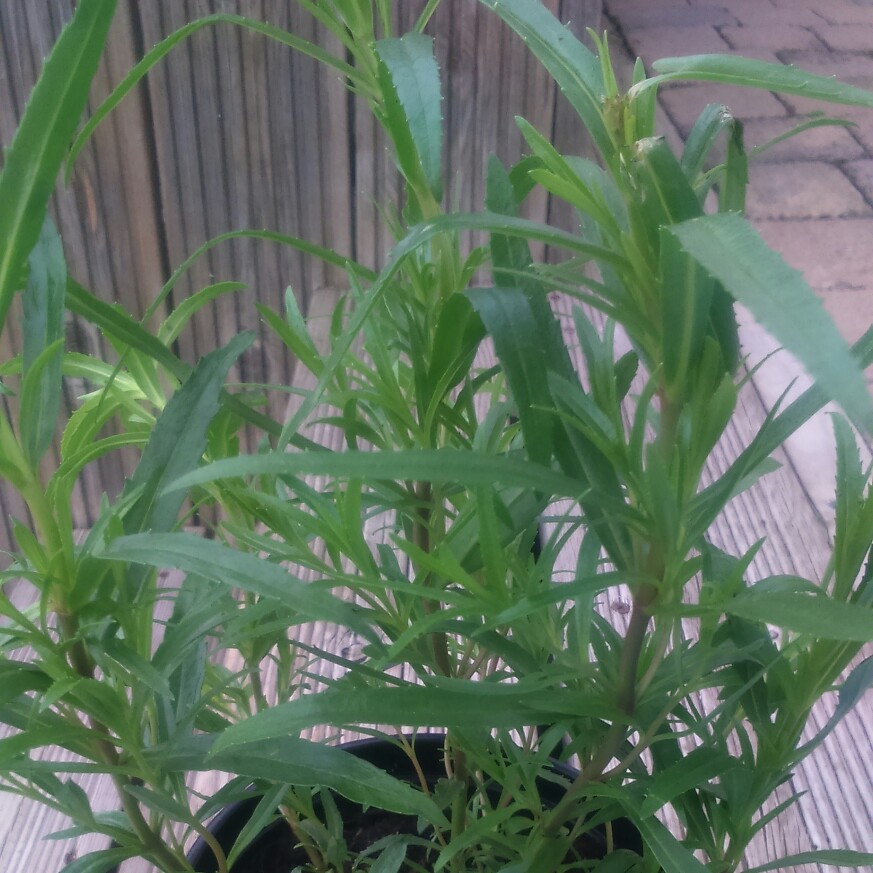 Beardtongue Sunburst Ruby in the GardenTags plant encyclopedia