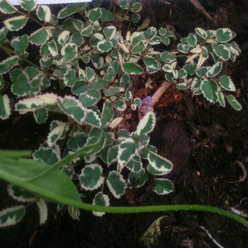 Burnet Little Angel in the GardenTags plant encyclopedia