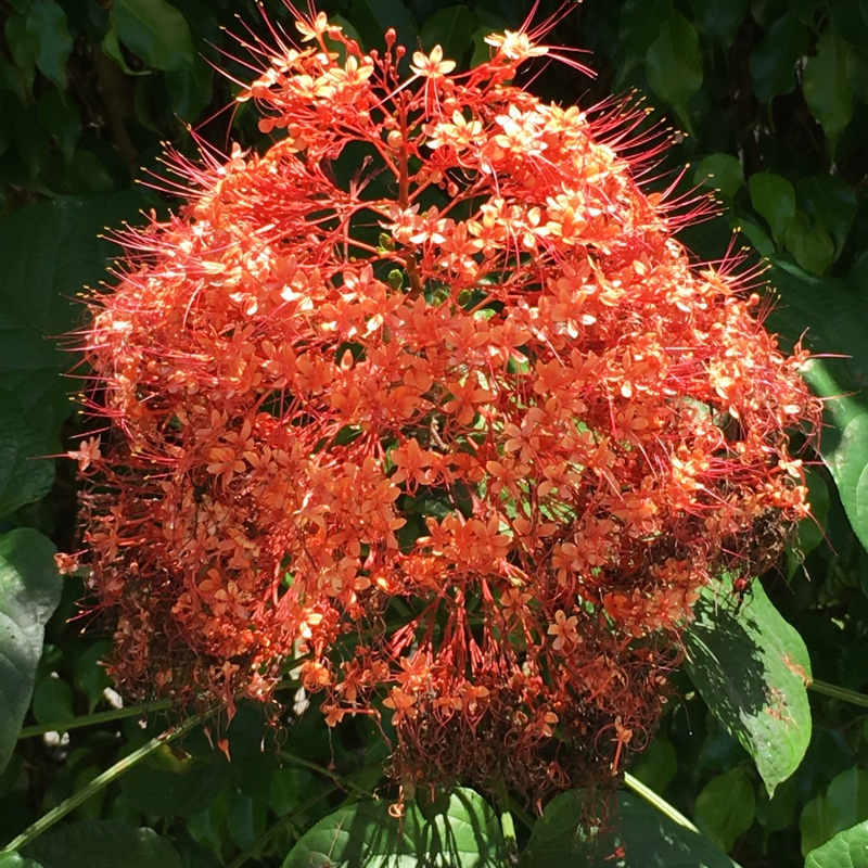 Pagoda Flower in the GardenTags plant encyclopedia