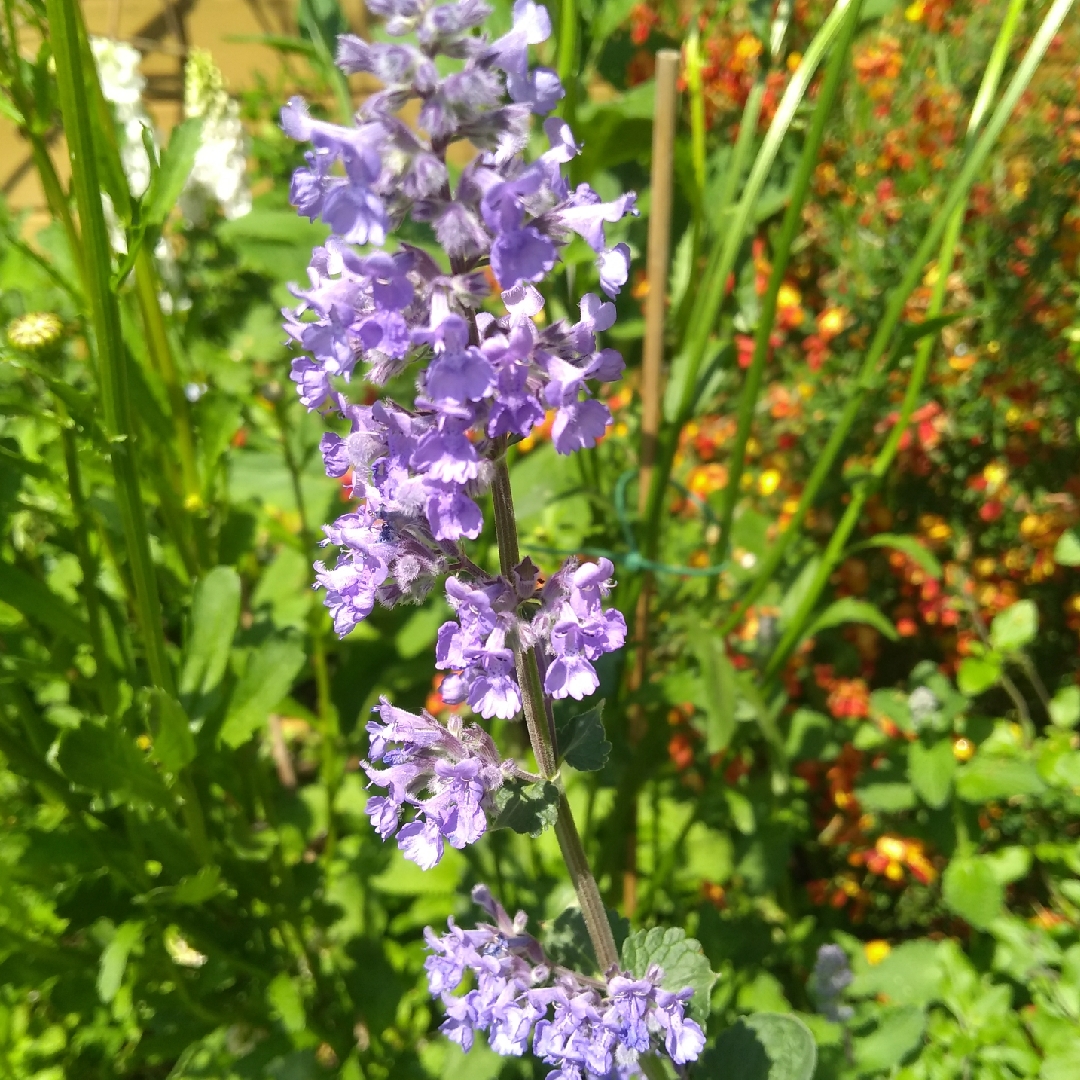 Yunnan Catnip in the GardenTags plant encyclopedia