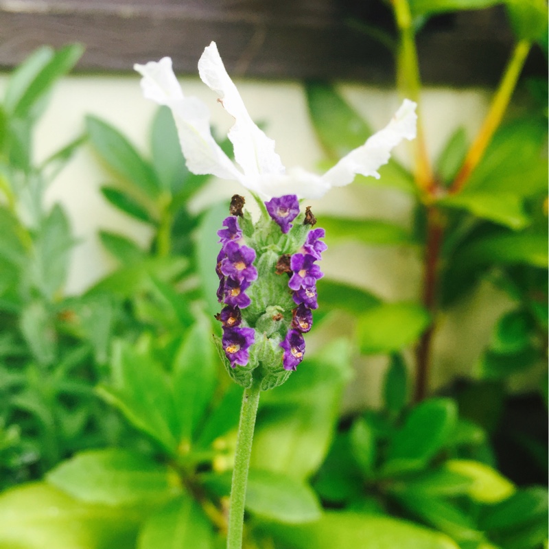 Lavender Ballerina in the GardenTags plant encyclopedia