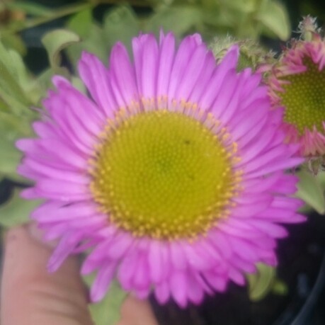 Erigeron Sea Breeze in the GardenTags plant encyclopedia