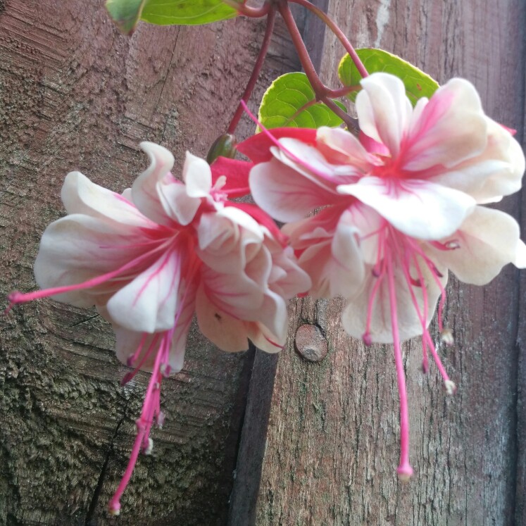 Fuchsia Golden Swingtime in the GardenTags plant encyclopedia