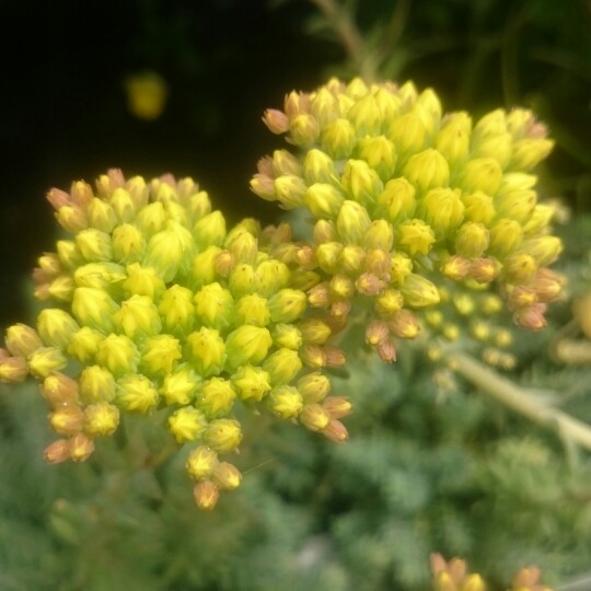 Stonecrop Blue Cushion in the GardenTags plant encyclopedia